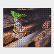 Envy Commerce 室內裝飾洞洞板 燈泡植物, 1個, 白色