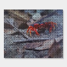 NB Commerce 室內裝飾洞洞板 海灘的朋友, 1個, 黑色