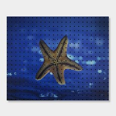 AnB Commerce 室內裝飾洞洞板 黃色海星 500 x 400 mm, 1個, 黑色