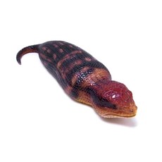 펫뱅크 MAGNET 다이캐스트 쓰치노코 2913, 브라운, 1개