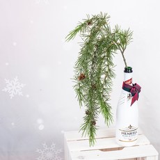 RYMD松果長莖懸掛灌木, 混色