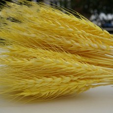 슈퍼식스 말린 보리 50p, 옐로우, 20개