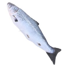 스토어33 진짜같은 생선 반려동물 장난감 S, F, 1개