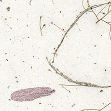 韓紙上常綠樹 636*939mm, 3, 25件