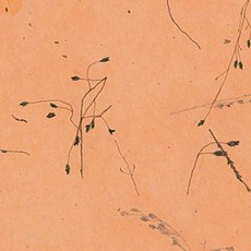 韓紙上常綠樹 636*939mm, 5, 25件