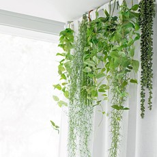 Artyparty 室內和諧懸掛植物綠化 117 厘米, 鐵蘭綠色, 1個