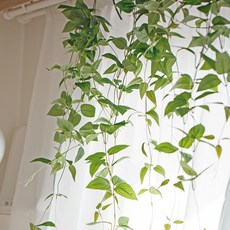 Artyparty 室內和諧懸掛植物綠化架 96 厘米, 笑臉