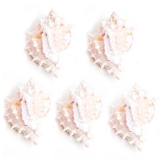 피쉬매니저 핑크 소라, 혼합 색상, 5개