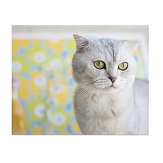 Anbicommus室內打孔板 灰貓 White 600*500mm, 1個, 混色