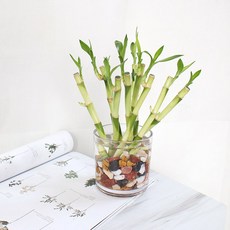 모리앤 수경식물 개운죽 20cm 10p, 3개입