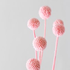 BLOOMING&ME 迷你彩色金球 5p x 3ea, 粉色的