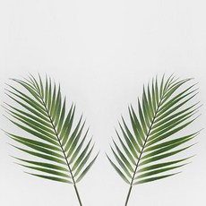 BLOOMING&ME 棕櫚葉子 插花用 4入, 單色