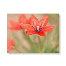 Little Hiker flower 帆布畫框A3W35 06