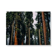 Little Hiker Tree 帆布印刷畫框A3W36 14