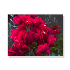 Little Hiker flower 帆布畫框A3W35 18