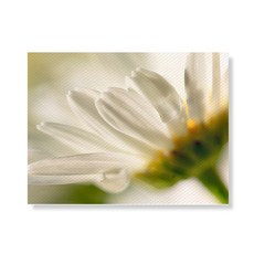 Little Hiker flower 帆布畫框A3W35 17