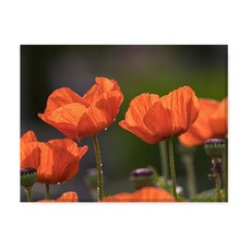 LITTLE HIKER flower 帆布印刷畫框 A3W35 176