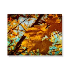 Little Hiker Tree 帆布印刷畫框 A3W36 72