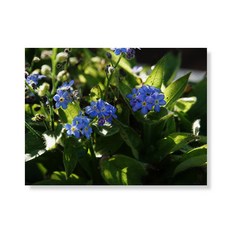 Little Hiker flower 帆布印刷畫框 A3W35 89