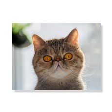 Little Hiker Cat 帆布印刷畫框 A3W36 25