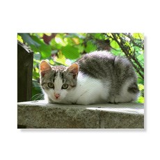 리틀하이커 Cat 帆布印刷畫框 A3W36 14