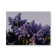 LITTLE HIKER flower 帆布畫框 A3W35 137