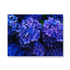 리틀하이커 flower 캔버스액자 A3W35 164