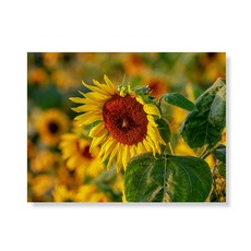 Little Hiker flower 帆布畫框 A3W35 97