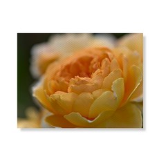 Little Hiker flower 帆布畫框A3W35 177