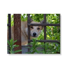 LITTLE HIKER Dog 帆布畫框 A3W36 90, 木質