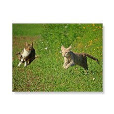 리틀하이커 Cat 帆布畫框 A3W36 72, 木質