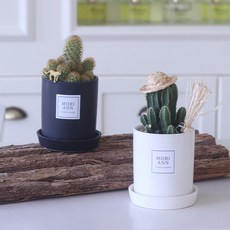 모리앤 블랙&화이트화분에 심은 다육선인장 귀면각 + 황금사, 혼합 색상, 1세트