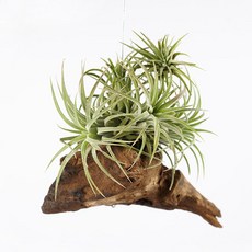 가꾸지오 유목이오난사 에어플랜트, 1개