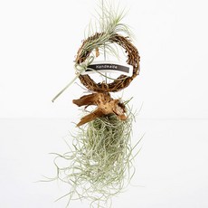 가꾸지오 품키아나수염 에어플랜트, 1개