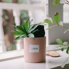 아스파시아 자연이 주는 공기 숯화분 핑크, 1개