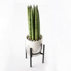 가꾸지오 생화 스투키투톤화분 + 스탠드 + 데코 맥반석, 화이트, 1세트