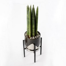 가꾸지오 생화 스투키투톤화분 + 스탠드 + 데코 맥반석, 블랙, 1세트