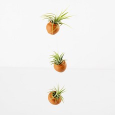 가꾸지오 생화 토분방울틸란, 1개