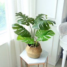 JOART 龜背芋 68cm, 混合顏色, 1個