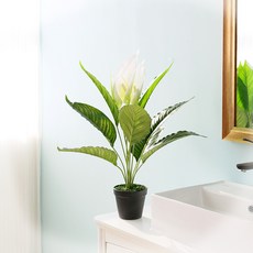 JOART 白鶴芋 60cm, 混合顏色, 1個