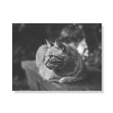 159 BW 帆布畫框 A3W0502 051, 單一顏色