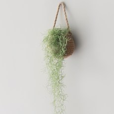 BLOOMING&ME 大號麻布籃 + 人造鬍鬚鐵蘭組合, 混合色, 1個