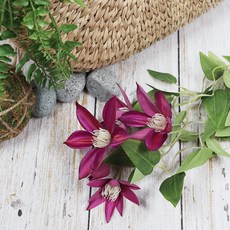 도시정원 조화 클레마티스 가지 2p, 뷰티