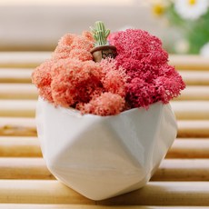 리빙앤유 숲 바다 산호 투톤 스칸디아모스 화분 핑크 + 시클라, 1세트