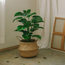 ASPASIA Aureum 黃金葛人造樹 + 海草籃, 混合顏色, 1套