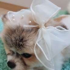 도그맘 진주빅리본핀 강아지 액세서리, 크림아이보리, 1개