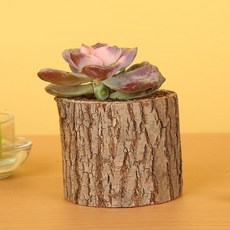 알럽홈 네츄럴로그 다육 중형 나뭇결화분, 혼합 색상, 1개