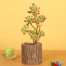 알럽홈 네츄럴로그 다육 대형 나뭇결화분, 혼합 색상, 1개