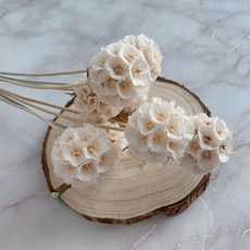 MORIANN Dongle Dongle Scabiosa 乾花 10p, 白色的