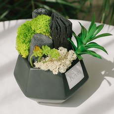 아스파시아 코토르 다육이 스칸디아모스 숯화분DIY 스프링그린 + 네츄럴 + 블랙화기 세트, 1세트